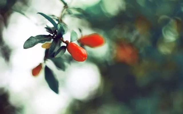 今日立夏 | 春盡夏來，萬物生長