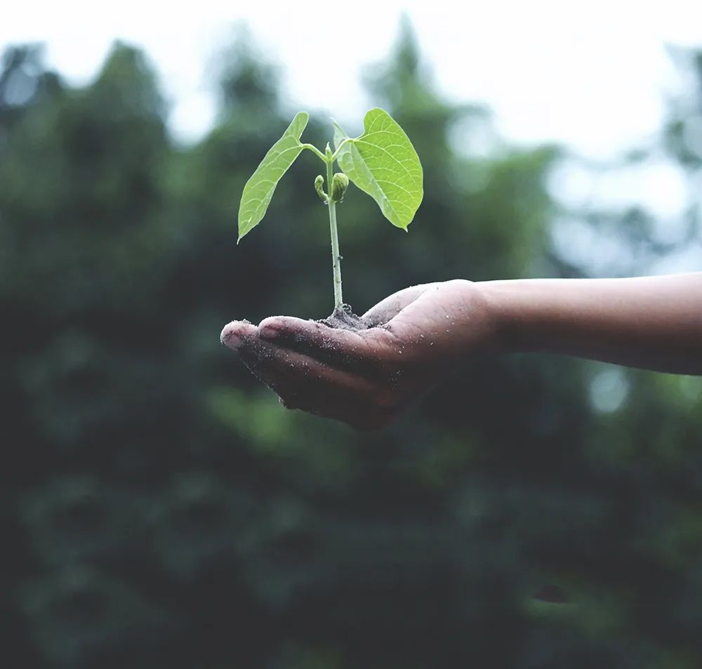 植樹節(jié)：春日踏青，與南北特共享春光