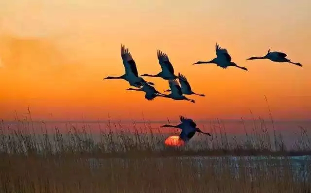  寒露將至，溫暖猶在!