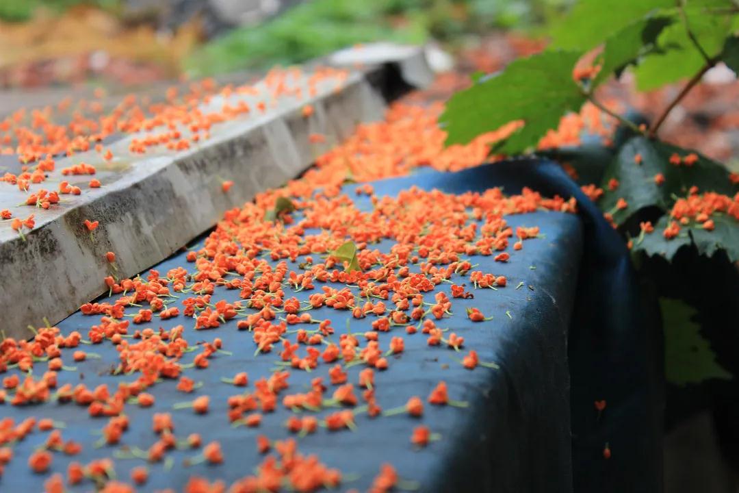 尋找秋日里的小美好！