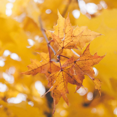 歲華已過半，  又到立秋時(shí) 